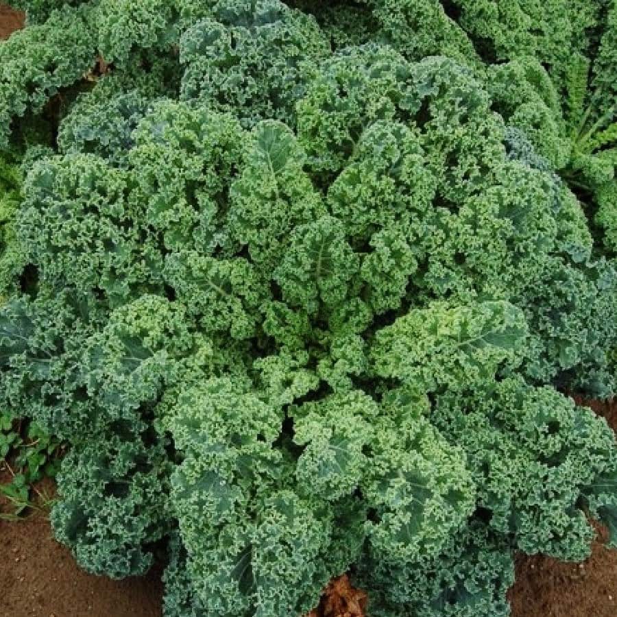 Kale (Siberian Dwarf) - Seeds | Chilli Kings