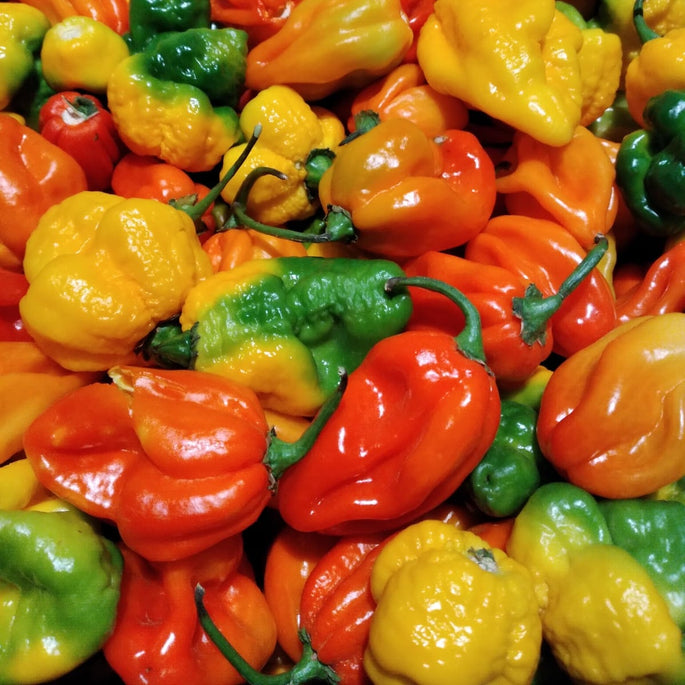 World's Hottest Chillies | Chilli Kings