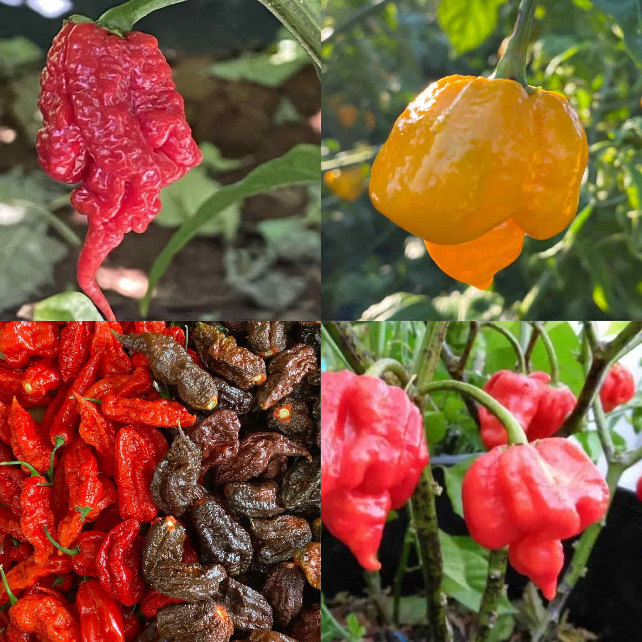 Super Hot Favourites Pack - Seeds | Chilli Kings