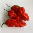 Naga Bhut Jolokia Red (Ghost Chilli) -Fresh