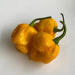 Trinidad 7 Pod Yellow - Fresh